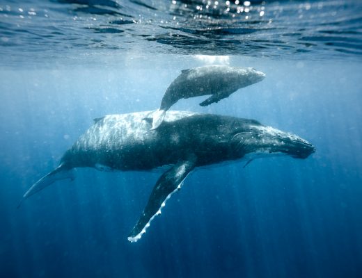 learning underwater photography