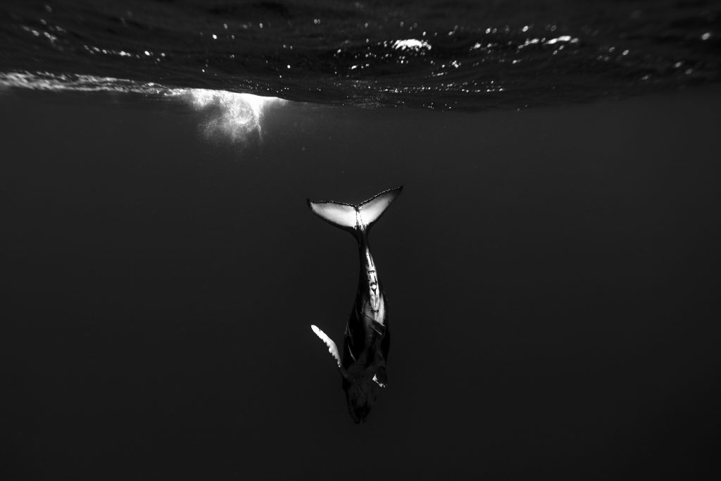 juvenile humpback whale diving down