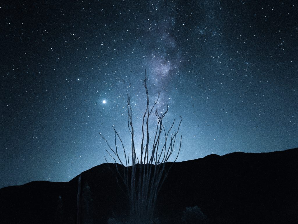 Image of an Ocotillo silhouette in the desert, with the Milky Way in the background.