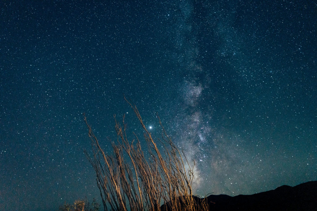 Astrophotography image of the Milky Way behind an Ocotillo cactus.